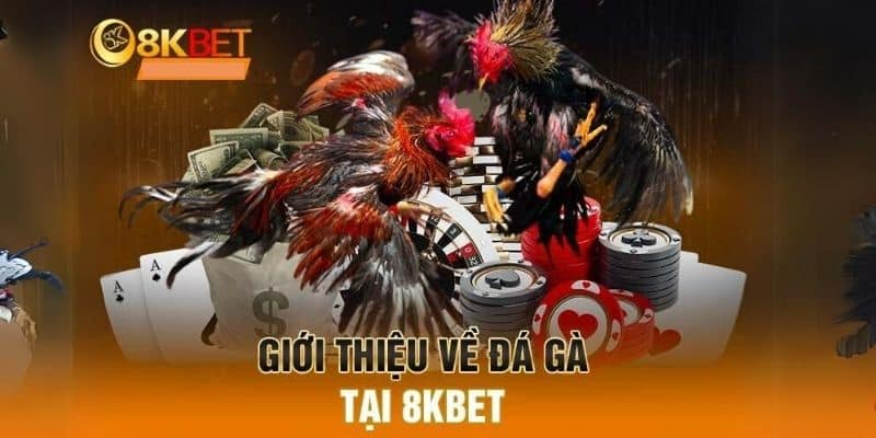 Tổng quan về đá gà 8kbet